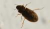 Helophorus sp.